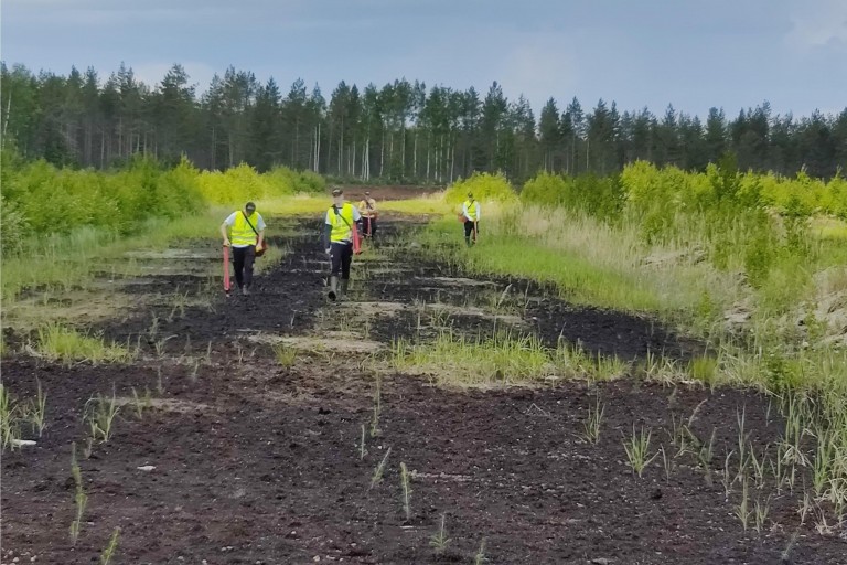 4H taimien istutusta